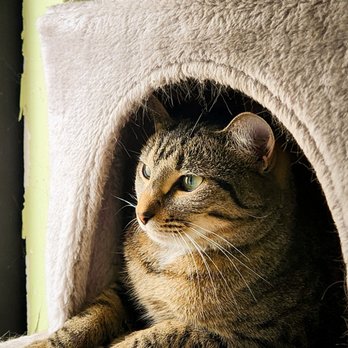 The Kitty Beautiful - Cafes Near Me - Orlando, Florida The Kitty Beautiful - Cafes Near Me - Orlando, Florida