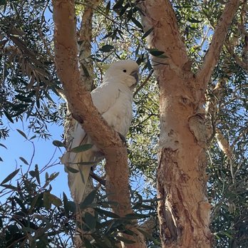 Symbio Wildlife Park - Wild cockatoo in Symbio wildlife park. - Zoos Near Me - Helensburgh, NSW