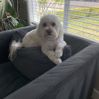 Beach Paws Pet Salon - BUDDY! - Pet Groomers Near Me - Newport Beach , California