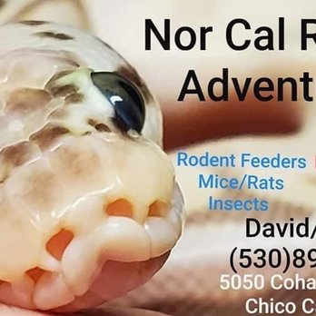 Nor Cal Reptile Adventures - Nor cal Reptile Adventures - Reptile Shops Near Me - Chico, California Nor Cal Reptile Adventures - Nor cal Reptile Adventures - Reptile Shops Near Me - Chico, California
