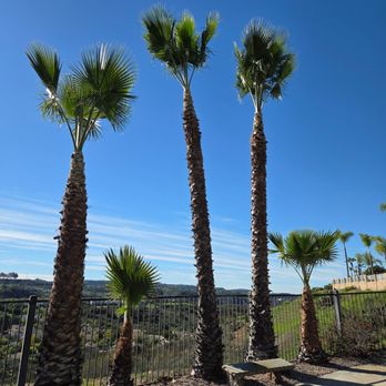 Victor Tree Care - Tree Services Near Me - Escondido, California Victor Tree Care - Tree Services Near Me - Escondido, California