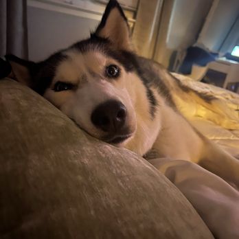 NY Breeder - Pet Training Near Me - White Plains, New York
