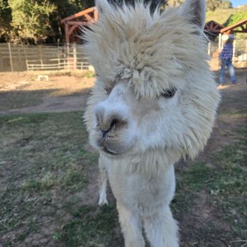 Canzelle Alpacas - Farms Near Me - Carpinteria, California Canzelle Alpacas - Farms Near Me - Carpinteria, California