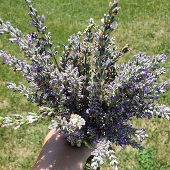 Lavender Lane - My bunch - Attraction Farms Near Me - Milan, Michigan Lavender Lane - My bunch - Attraction Farms Near Me - Milan, Michigan
