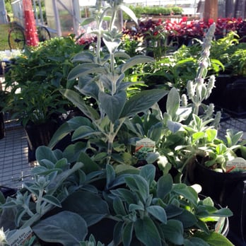 Samascott's Garden Market - Nurseries & Gardening Near Me - Kinderhook, New York Samascott's Garden Market - Nurseries & Gardening Near Me - Kinderhook, New York