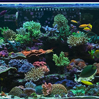 Bio-Topic - Aquarium Services Near Me - Los Angeles, California