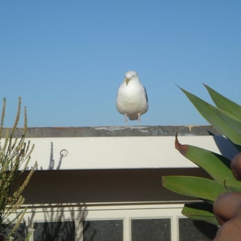 Spindrift Inn - But beware of stalking seagulls!! - Hotels Near Me - Monterey, California Spindrift Inn - But beware of stalking seagulls!! - Hotels Near Me - Monterey, California