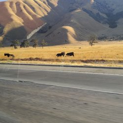 Cottonwood Creek - Cows on our way to the river.. leaving LA behind us