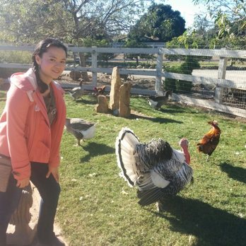 Seein' Spots Farm - Up on close with a beautiful rescued turkey! - Animal Shelters Near Me - Solvang, California Seein' Spots Farm - Up on close with a beautiful rescued turkey! - Animal Shelters Near Me - Solvang, California