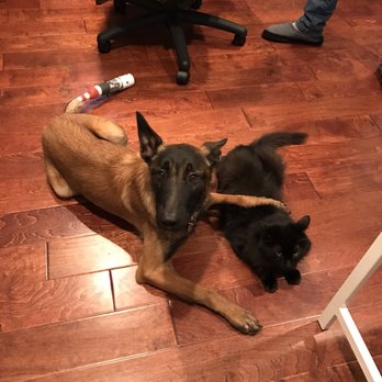 dog and cat hospital whittier blvd