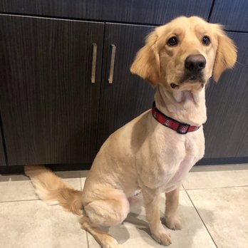 Scruffy To Fluffy - Cooper - Pet Groomers Near Me - Tucson, Arizona
