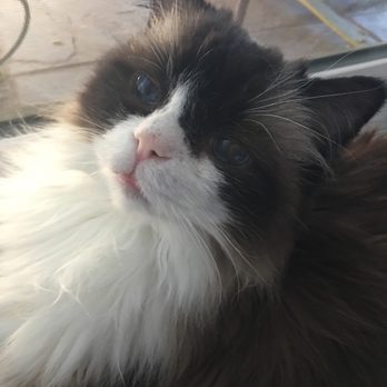 Perpetual Love Pet Sitting and Nutrition - Pet Sitting Near Me Perpetual Love Pet Sitting and Nutrition - Pet Sitting Near Me