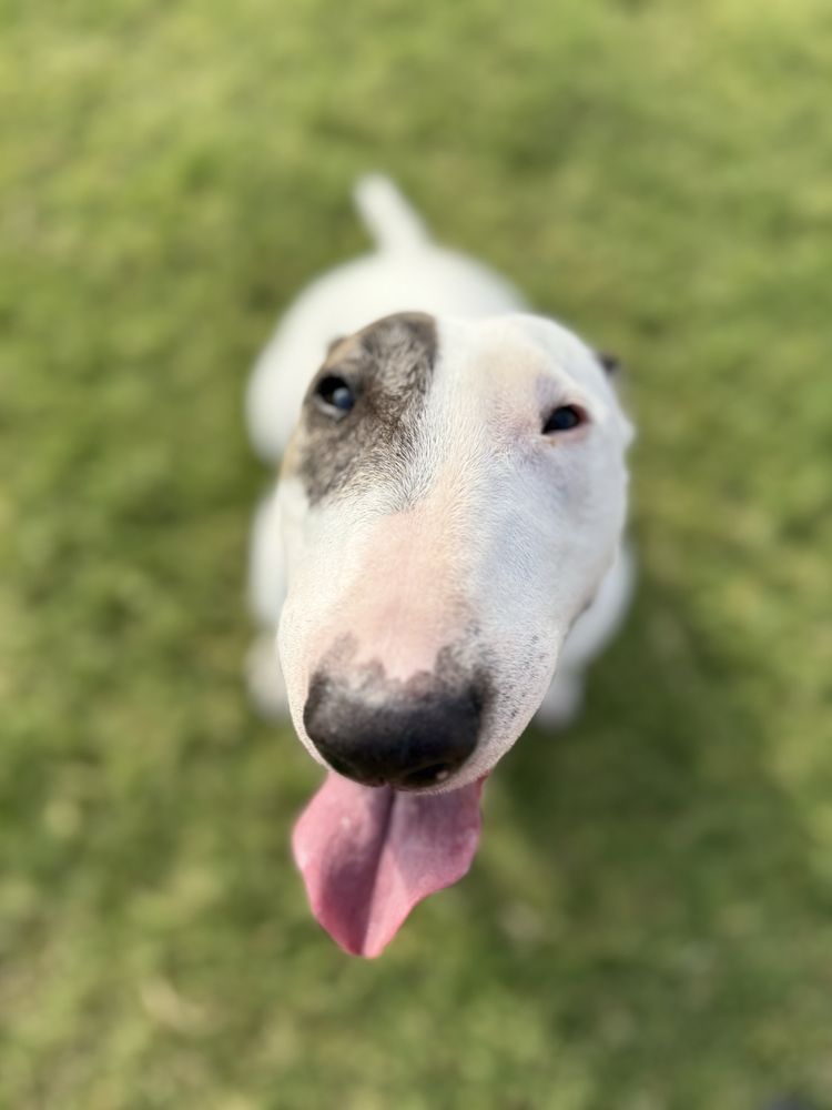 Silly Paws Dog Boarding & Sitting - pet boarding facility in Piedmont, OK