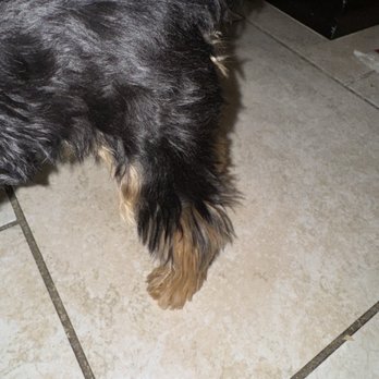21 Pooch - Pet Groomers Near Me - Los Angeles, California