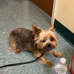 Integrative Veterinary Therapies - Buster loves his visits during his sis's therapy sessions