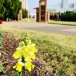 Virginia Legends Walk