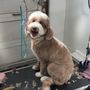Photo of Petit Paw Grooming