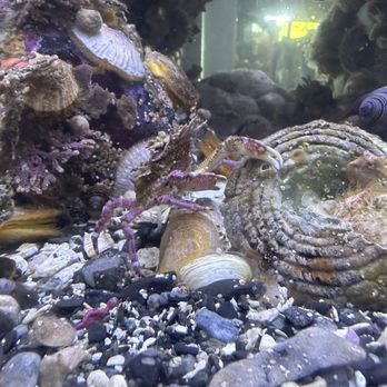 Ucluelet Aquarium - Aquarium - Aquariums Near Me - Ucluelet, British Columbia