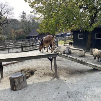 Bergen County Zoo - Goat and Sheep Farm - Zoos Near Me - Paramus, New Jersey
