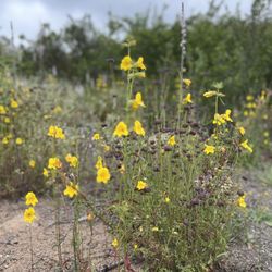 Silverwood Wildlife Sanctuary - More pretty plants