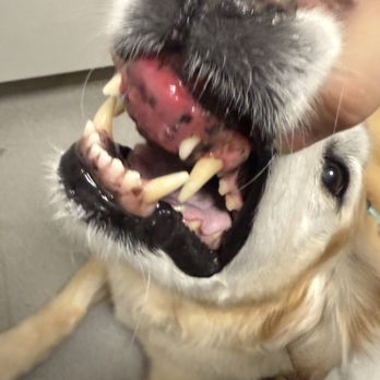 SAGE Veterinary Centers - Campbell - This is what they treated. Sorry it is gross. But wow. Now he is doing great. - Veterinarians Near Me - Campbell, California