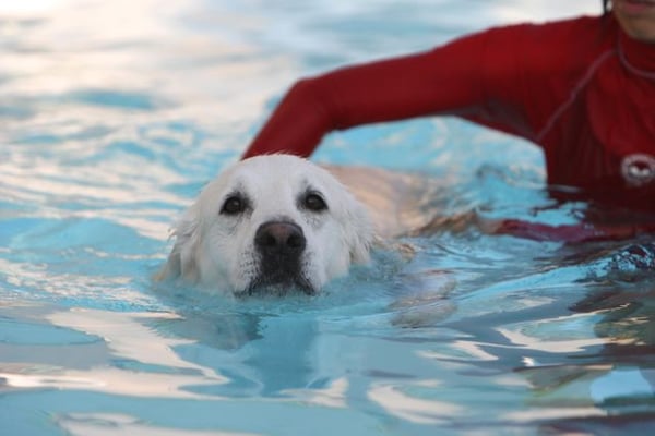 Canine To Five by null