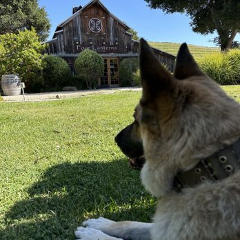 Four Lanterns Winery - Dog day afternoon... - Wineries Near Me - Paso Robles, California