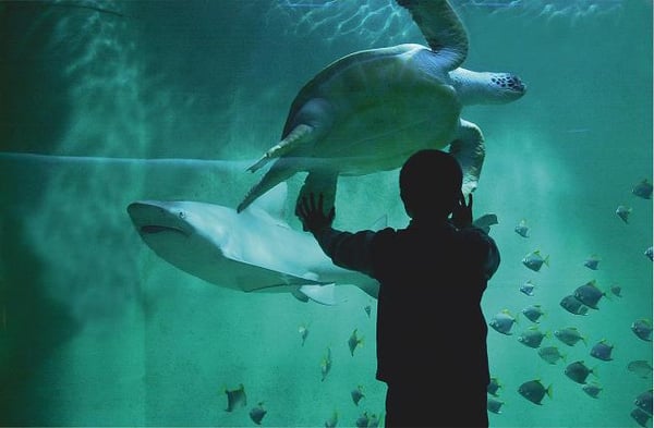 Grand Aquarium Saint Malo by null