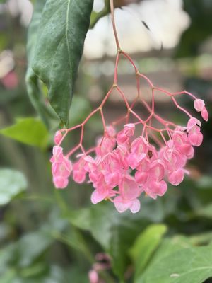 Bellingrath Gardens & Home by null