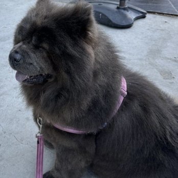 Doggie Dos - Before groom - Pet Groomers Near Me - La Mesa, California Doggie Dos - Before groom - Pet Groomers Near Me - La Mesa, California