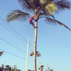 Kalani Tree Service