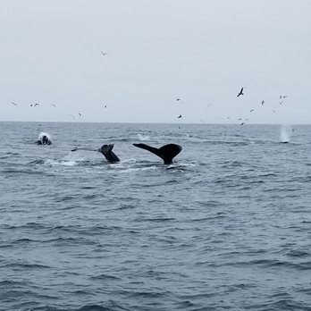 Discovery Whale Watch - Feeding! - Whale Watching Tours Near Me - Monterey, California
