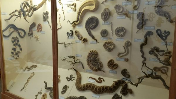 World Museum of Natural History by null