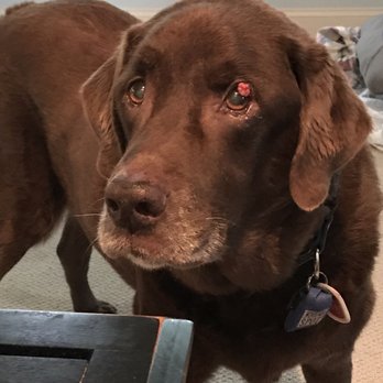 Ocean Veterinary Ophthalmology - Eyelid mass before - Veterinarians Near Me - Leesburg, Virginia