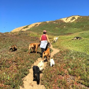 Beach Dogs - Our Alpha pack leader says it's time to head back to the car. - Dog Walkers Near Me