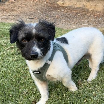 Fresh Paws Spa - freshly groomed - Pet Groomers Near Me Fresh Paws Spa - freshly groomed - Pet Groomers Near Me