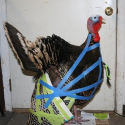 Cascade Taxidermy