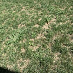 Green Acre Landscaping - Weeds