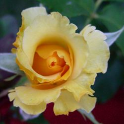 Paula Bowden - Hello Yellow Rose