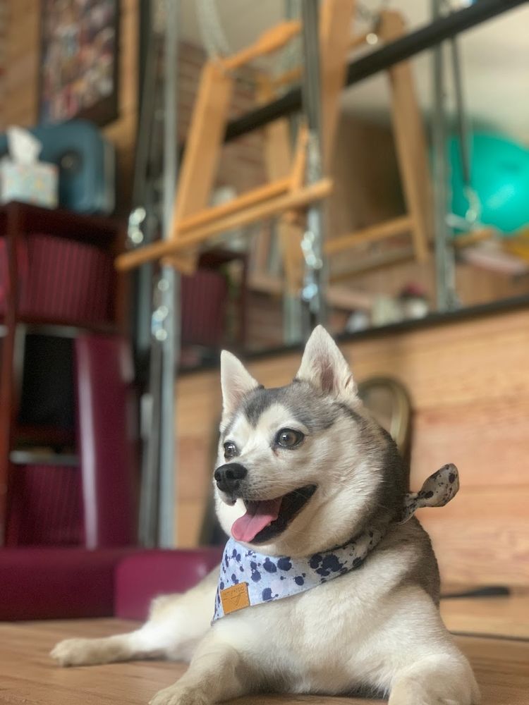 Pilates With Alex Logo