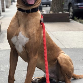 Dog City - ZEUS!!!! - Pet Groomers Near Me - New York, New York