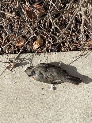 Lee's Famous Recipe Chicken by null