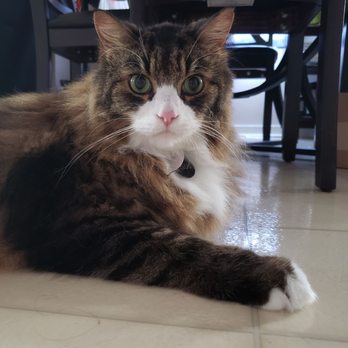 Pretty Kitty Cat Grooming - Gussy's 2nd visit. - Pet Groomers Near Me - Edmonton, Alberta