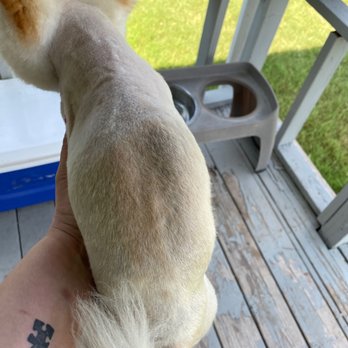 PetSmart - This is my Pom you can clearly see where his skin is lighter where the Main is suppose to be - Pet Stores Near Me - Lubbock, Texas PetSmart - This is my Pom you can clearly see where his skin is lighter where the Main is suppose to be - Pet Stores Near Me - Lubbock, Texas