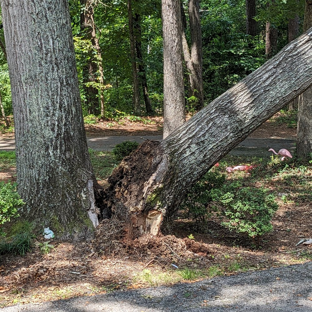 J & D Tree Pros - Tree Services Near Me - Apex, North Carolina J & D Tree Pros - Tree Services Near Me - Apex, North Carolina