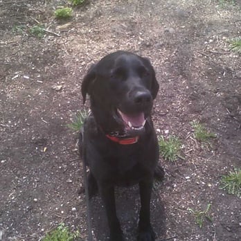 Playtime Pet Care - Jack - Dog Walkers Near Me Playtime Pet Care - Jack - Dog Walkers Near Me