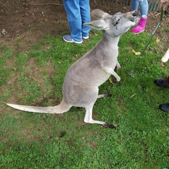 Fall City Wallaby Ranch - Ranches Near Me - Fall City, Washington
