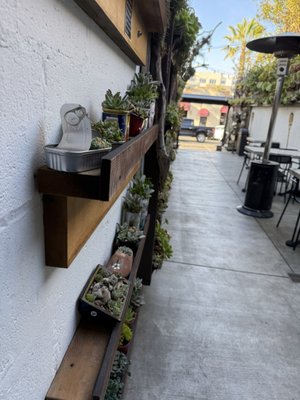 Succulent Coffee by null