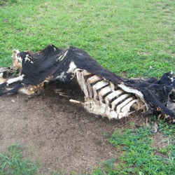Brickyard Slough Tract Conservation Area. - Dead cow