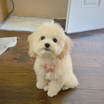 Lnimo - After grooming - Pet Groomers Near Me - San Mateo , California Lnimo - After grooming - Pet Groomers Near Me - San Mateo , California